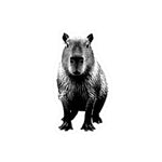 Capybara Kiss-Cut Stickers, Perfect for Laptops, Water Bottles, Journals, Gifts for Animal Lovers, Cute Decor